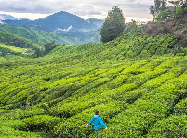 Tea Estate Walk